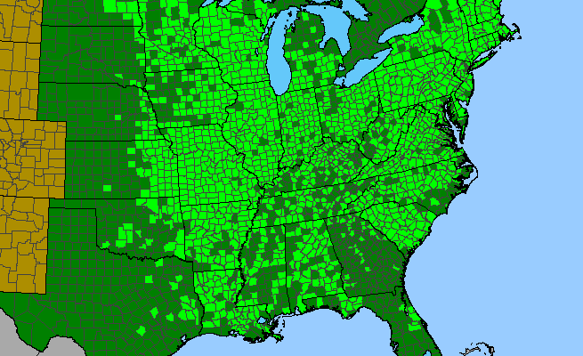 The range of Pilea pumila